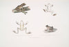 1, 1a. Spotted Tree Frog, Hyla maculata; 2, 2a. Bengal Frog, Rana Bengalensis.