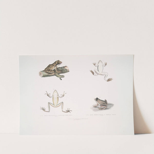 1, 1a. Spotted Tree Frog, Hyla maculata; 2, 2a. Bengal Frog, Rana Bengalensis. by John Edward Gray