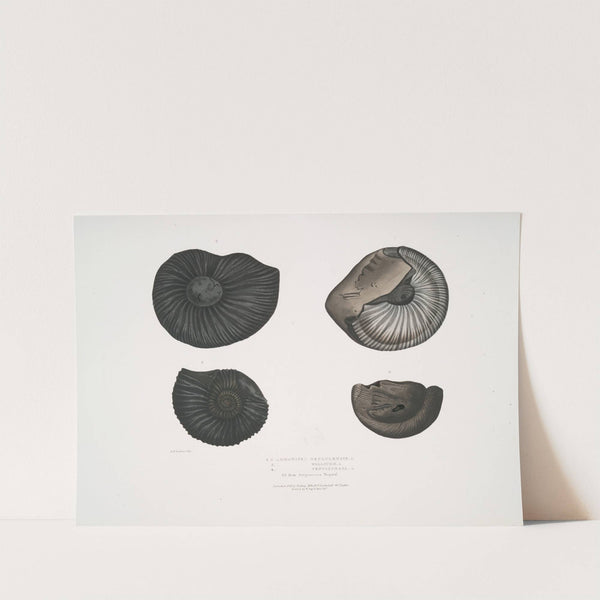 1, 2. Ammonites Nepaulensis; 3. Ammonites Wallichii; 4. Ammonites tenuistnata by John Edward Gray