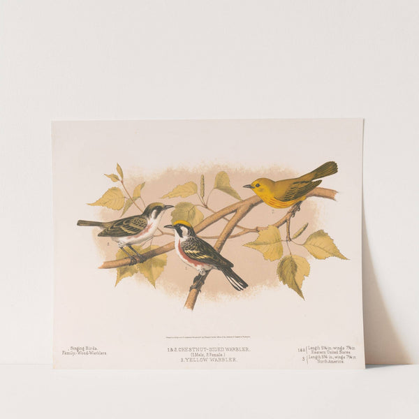 1. & 2. Chestnut-sided warbler. (1. Male, 2. Female). 3. Yellow warbler (1874) by Louis Prang & Co.