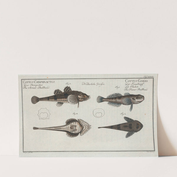 1. 2. Cottus Gobio, The River Bullhead; 3. 4. Cottus Cataphractus, The Armed Bullhead. (1785-1797) by Marcus Elieser Bloch