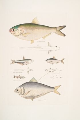 1, 2. Indian Herring, Clupea Indica; 2. High Backed Bristle Herring, Chatoessus altus; 3, 4. Motius Herring, Clupea Motius