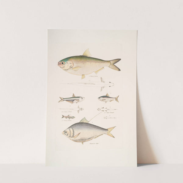 1, 2. Indian Herring, Clupea Indica; 2. High Backed Bristle Herring, Chatoessus altus; 3, 4. Motius Herring, Clupea Motius by John Edward Gray