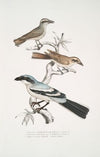 1, 2. Keroula Shrike, Keroula Indica. (1. Male, 2. Female); 3. Great Indian Shrike, Lanius Burra.