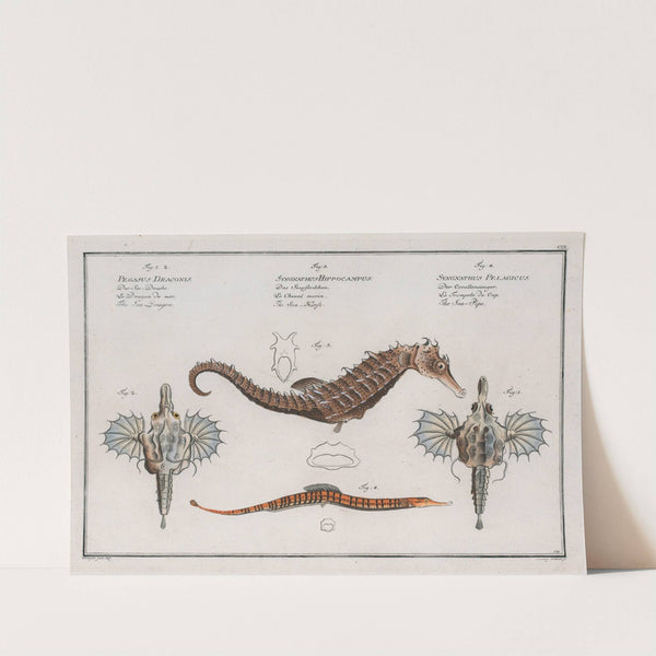1. 2. Pegasus Draconis, The Sea Dragon; 3. Syngnathus Hippocampus, The Sea-Horse; by Marcus Elieser Bloch