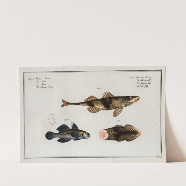 1. 2. Perca Asper, The Rough Perch; 3. Gobius Jozo, The blue Goby. by Marcus Elieser Bloch