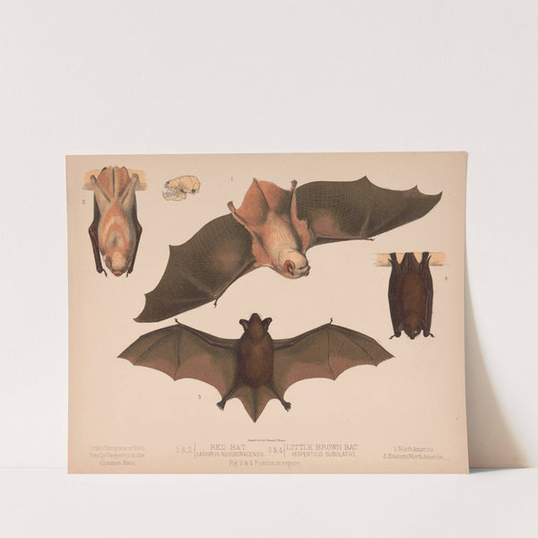 1. & 2. Red bat. Lasiurus noveboracensis 3. & 4. Little brown bat. Vespertillo subulatus (1874) by Louis Prang & Co.