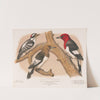 1. & 2. Red-headed woodpecker. 1. Adult. 2. Young. 3. Downy woodpecker (male) (1874) by Louis Prang & Co.