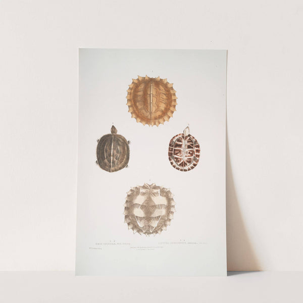 1, 2. Spinose Terrapin, Emys spinosæ; 3, 4. Amborna Box Tortoise, Cistuda amboinensis. by John Edward Gray