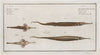 1. 2. Syngnathus Biaculeatus, The Double-Spiny Pipe; 3. Pegasus Natans, The Swimmer.