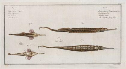 1. 2. Syngnathus Biaculeatus, The Double-Spiny Pipe; 3. Pegasus Natans, The Swimmer.