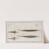 1. 2. Syngnathus Biaculeatus, The Double-Spiny Pipe; 3. Pegasus Natans, The Swimmer. (1785-1797) by Marcus Elieser Bloch