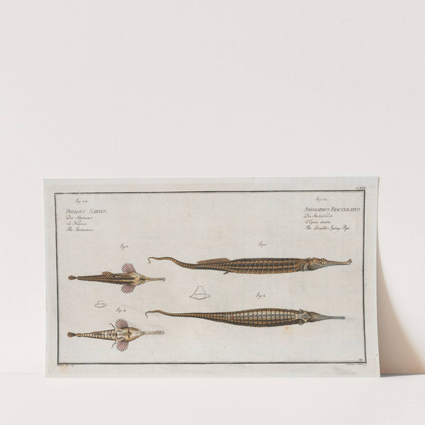 1. 2. Syngnathus Biaculeatus, The Double-Spiny Pipe; 3. Pegasus Natans, The Swimmer. (1785-1797) by Marcus Elieser Bloch