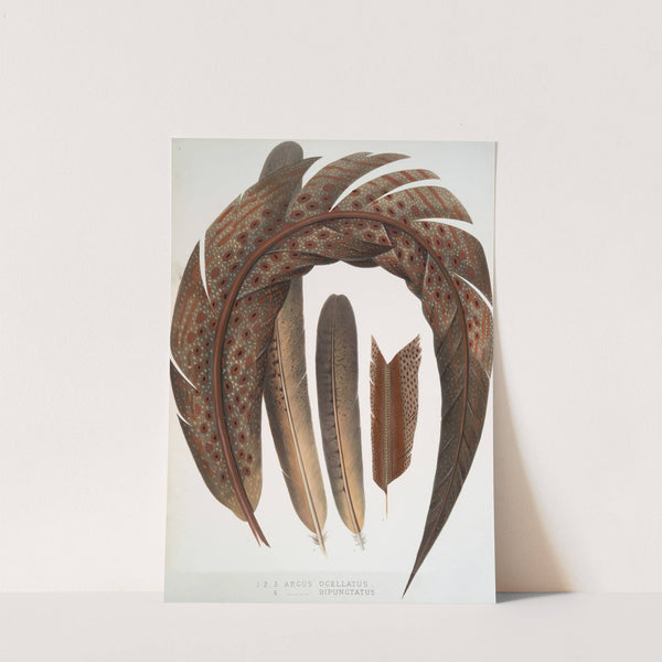 1-3. Argus ocellatus; 4. Argus bipunctatus. (1872) by Joseph Smit