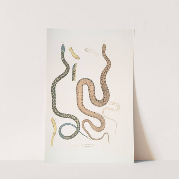1-3. Bengal Snake, Coluber Bengalensis; 4-7. Lozenge Snake, Coluber rectangulus. by John Edward Gray