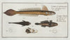 1. 4. Gobius Lanceolatus, The Lancet-Goby; 2. 3. Gobius Niger, The Black Goby.