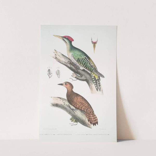 1. Almorah Woodpecker, Picus dimidiatus; 2. Rufus Indian Woodpecker, Picus rufus. by John Edward Gray