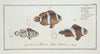 1. Anthias polymna, The Tontelton; 2. Anthias bifasciatus, The Jordaine.
