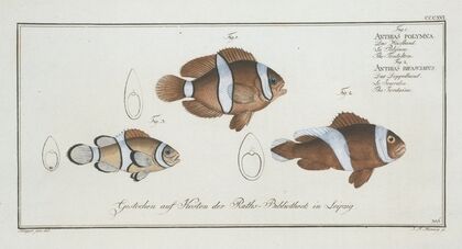 1. Anthias polymna, The Tontelton; 2. Anthias bifasciatus, The Jordaine.