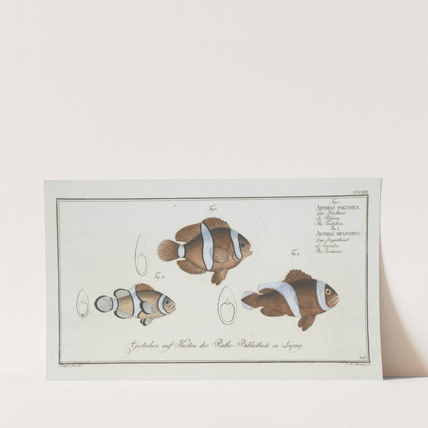 1. Anthias polymna, The Tontelton; 2. Anthias bifasciatus, The Jordaine. (1785-1797) by Marcus Elieser Bloch