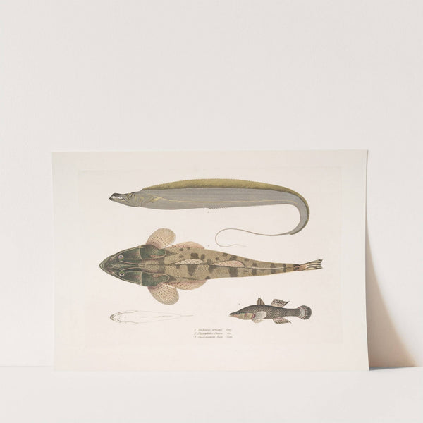 1. Armed Hair-tail, Trichiurus armatus; 2. Chacca Flathead, Platycephalus Chacca; 3. Indian Cheilodipterus, Checlodipterus Batis. by John Edward Gray