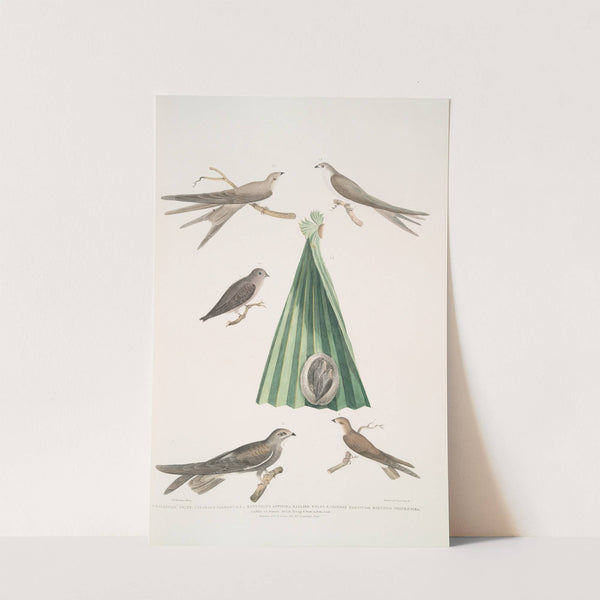 1. Balassian Swift, Cypselus palmarum. 1a. Male, 1b. Female, 1c. Young, 1d. Nest; 2. Allied Swift, Cypselus affinis; by John Edward Gray