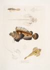 1. Bearded Anaora, Amora tentaculata amboina; 2. Cuvier’s Pelors, Pelors Cuvieri; 3. Forked Spined Dragonette, Callionymus serrato spinosus.