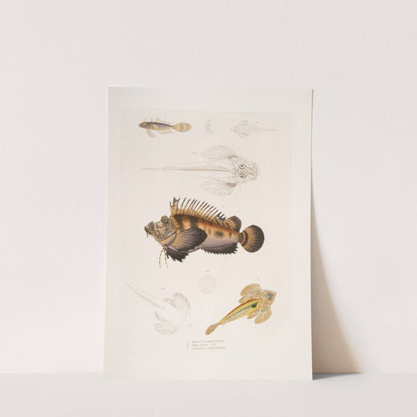 1. Bearded Anaora, Amora tentaculata amboina; 2. Cuvier's Pelors, Pelors Cuvieri; 3. Forked Spined Dragonette, Callionymus serrato spinosus. by John Edward Gray