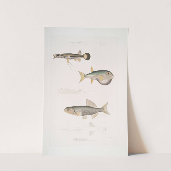 1. Beautiful Diplopterus, Diplopterus pulcher. Natural size ; 2. Smooth-headed Tetraodon, Tetraodon leiopleura. Indian Ocean by John Edward Gray