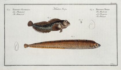 1. Blennius Gunellus, The Butterfish; 2. Blennius Pholis, The Bulcard.