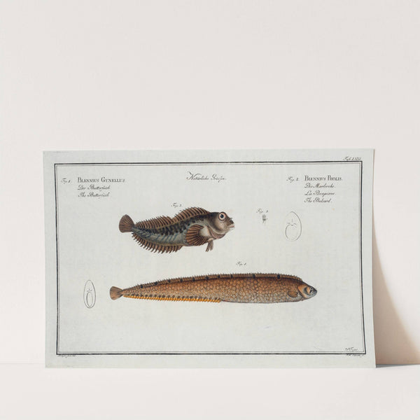 1. Blennius Gunellus, The Butterfish; 2. Blennius Pholis, The Bulcard. by Marcus Elieser Bloch