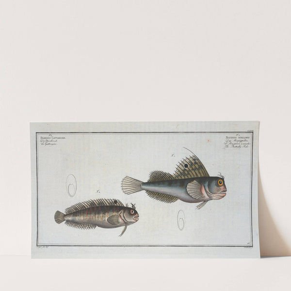 1. Blennius ocellaris, The Butterfly-fish; 2. Blennius Gattorugine. (1785-1797) by Marcus Elieser Bloch