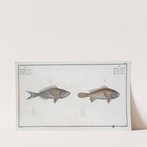 1. Bodianus stellifer, The starry Bodian; 2. Bodianus Argenteus, The Silver Bodian. (1785-1797) by Marcus Elieser Bloch