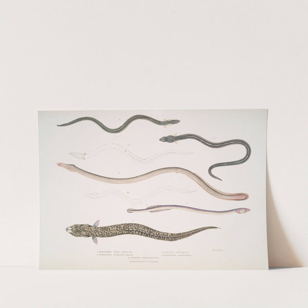 1. Bora Ophisurus, Ophisurus Boro; 2. Harancha Ophisurus, Ophisurus Hurancha ; 3. Linear Moringua, Moringua linearis; by John Edward Gray