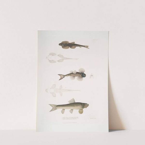 1. Bruce's Balitora, Balitora Brucei. Mountain Stream. India ; 2. Spotted Balitora, Balitora maculata. Mountain Stream. India by John Edward Gray