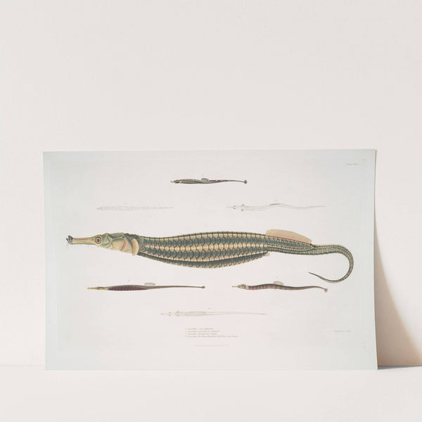 1. Carce Pipe Fish, Syngnathus Carce; 2. Banded Pipe Fish, Syngnathus faciatus; 3. Harwicke's Pipe Fish, Syngnathus Hardwickii by John Edward Gray