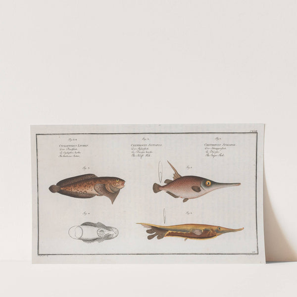 1. Centriscus Scolopax, The Snipe-Fish; 2. Centriscus Scutatus, The Knife Fish; (1785-1797) by Marcus Elieser Bloch