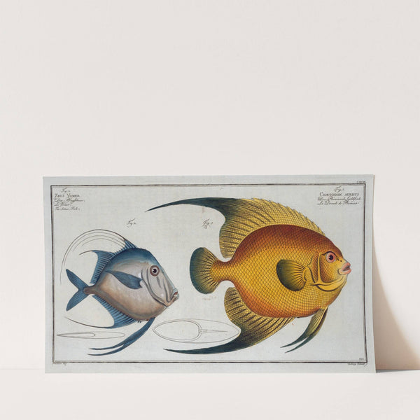 1.Chaetodon aureus; 2. Zeus Vomer, The Silver Fish. (1785-1797) by Marcus Elieser Bloch
