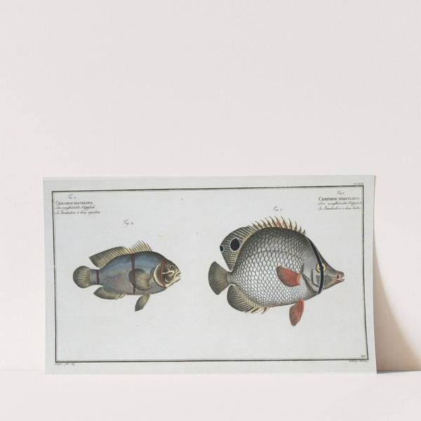 1. Chaetodon bimaculatus; 2. Chaetodon biaculeatus. (1785-1797) by Marcus Elieser Bloch