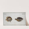 1. Chaetodon Chinensis, The Chinese Chetodon; 2. Chaetodon Kleinii, Klein’s Chetodon. (1785-1797) by Marcus Elieser Bloch