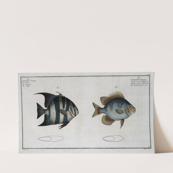 1. Chaetodon Curacao, The Angel -fish of Curacoo; 2. Chaetodon Faber, The Smith. (1785-1797) by Marcus Elieser Bloch