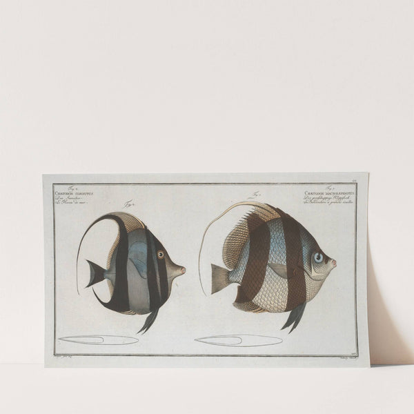 1. Chaetodon macrolepidotus; 2. Chaetodon cornutus. (1785-1797) by Marcus Elieser Bloch