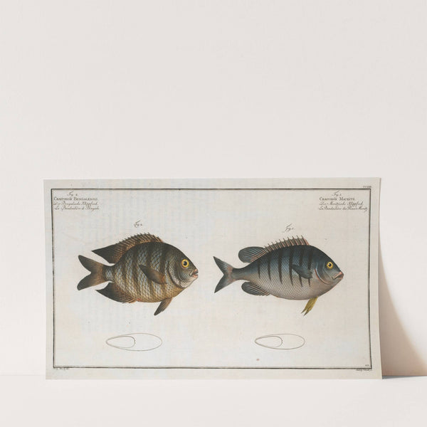 1. Chaetodon Mauritii; 2. Chaetodon Bengalensis. (1785-1797) by Marcus Elieser Bloch