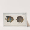 1. Chaetodon octofasciatus; 2. Chaetodon annularis. (1785-1797) by Marcus Elieser Bloch