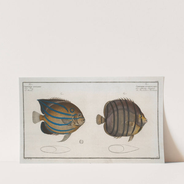 1. Chaetodon octofasciatus; 2. Chaetodon annularis. (1785-1797) by Marcus Elieser Bloch