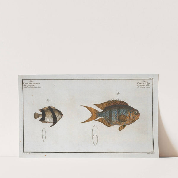 1. Chaetodon Pavo; 2. Chaetodon aruanus. (1785-1797) by Marcus Elieser Bloch