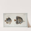 1. Chaetodon rostratus; 2. Chaetodon Orbis. (1785-1797) by Marcus Elieser Bloch