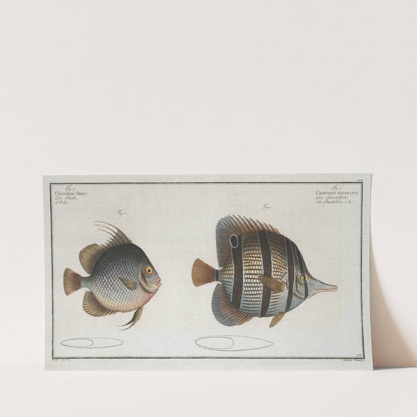 1. Chaetodon rostratus; 2. Chaetodon Orbis. (1785-1797) by Marcus Elieser Bloch
