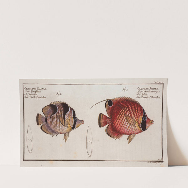 1. Chaetodon Setifer, The Bristle-Chetodon; 2. Chaetodon Falcula, The Sickle-Chetodon. (1785-1797) by Marcus Elieser Bloch