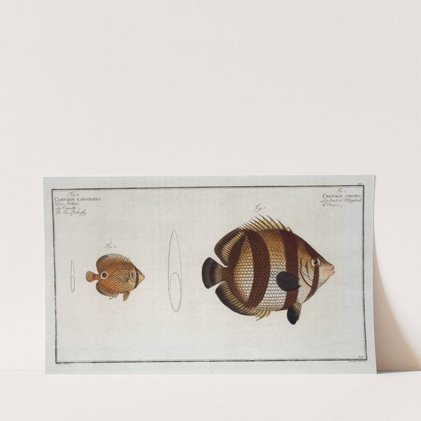 1. Chaetodon striatus; 2. Chaetodon capistratus, The Sea Butterfly. (1785-1797) by Marcus Elieser Bloch
